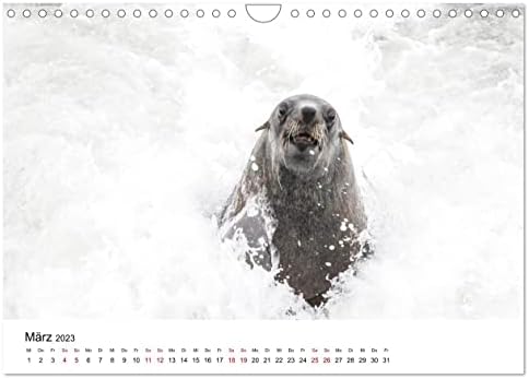 Robben und See-Elefanten (Wandkalender 2023 DIN A4 quer), Calvendo 2023 havi naptár