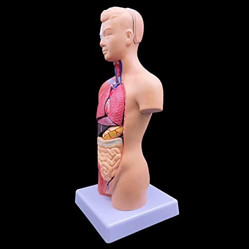 XINDAM Emberi Torzó Modell, Anatómiailag Pontos Test Modell Emberi Torzó Anatómia Tanteremben Tanulmány Kijelző Tanítás Orvosi