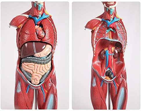 FHUILI Törzs Anatómiai Modell - az Emberi Izom a Modellnek Levehető 27 Alkatrészek - Orvosi, Anatómiai Törzs Modell - az