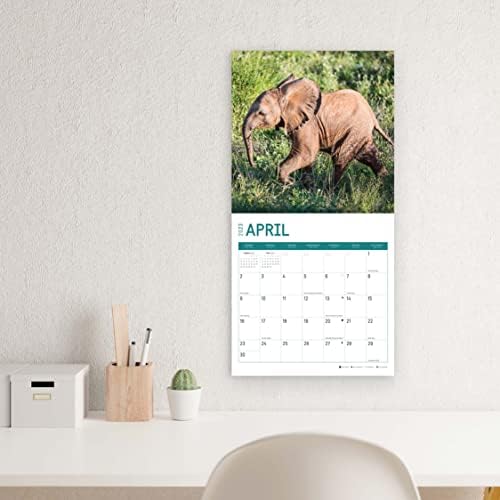 2023 Bébi Elefánt Havi Fali Naptár által Fényes Nap, 12 x 12 Hüvelyk, Aranyos Safari
