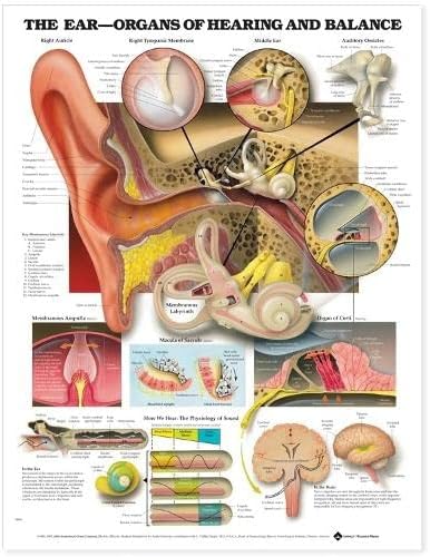 A Fül: Szervek, a Hallás, valamint Mérleg Anatómiai Ábra